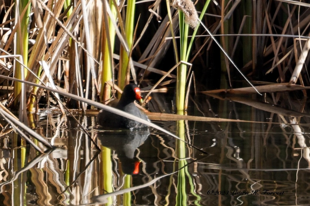 Common Gallinule - Laura Forrest