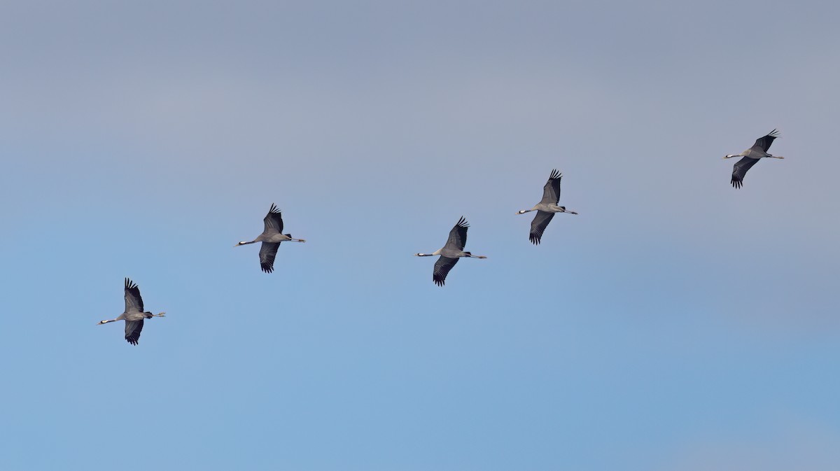 Common Crane - Cyryl Boryczko