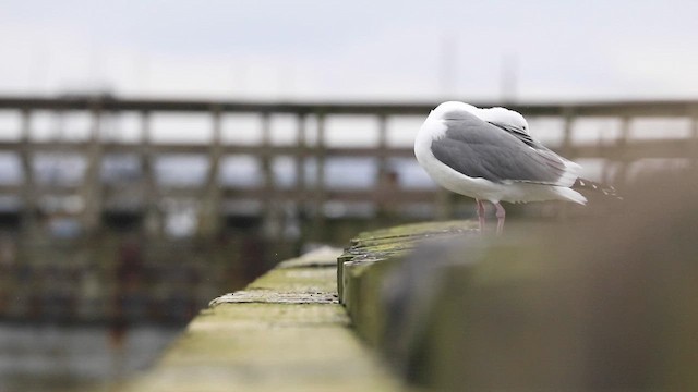 Western Gull - ML615642183