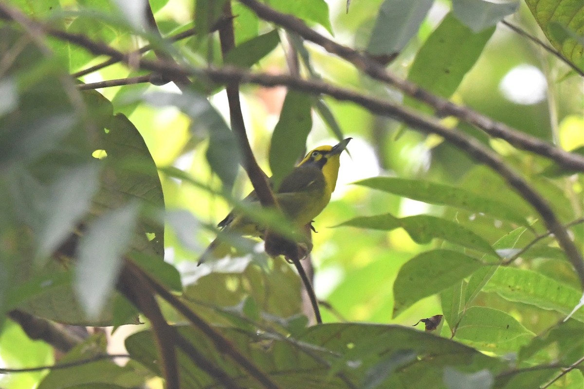 Slaty-capped Shrike-Vireo - ML615642194