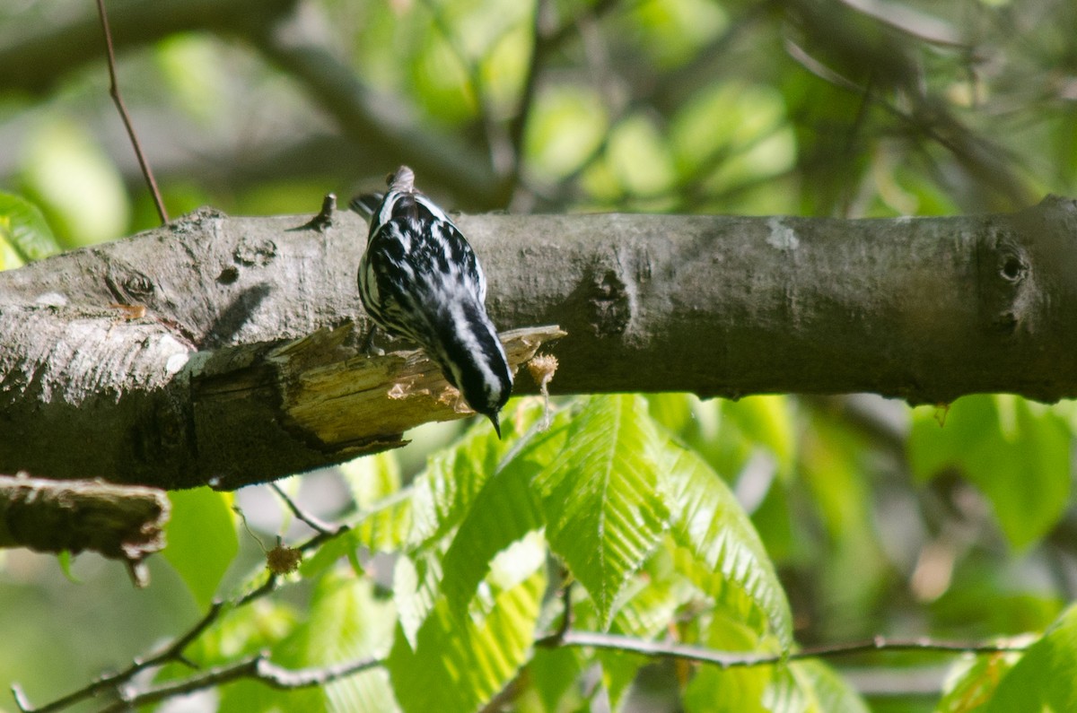 Black-and-white Warbler - ML615642211