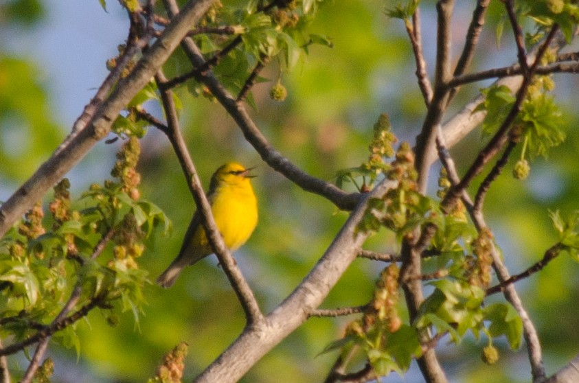 Blue-winged Warbler - ML615642223