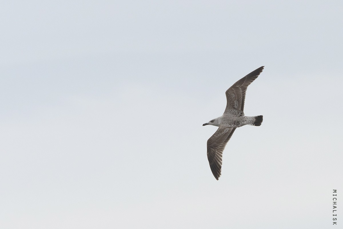 Caspian x Herring Gull (hybrid) - Sterna hirundo