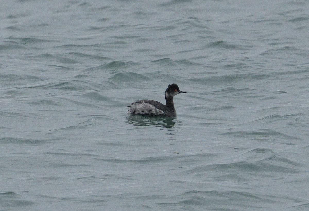 Eared Grebe - ML615642265