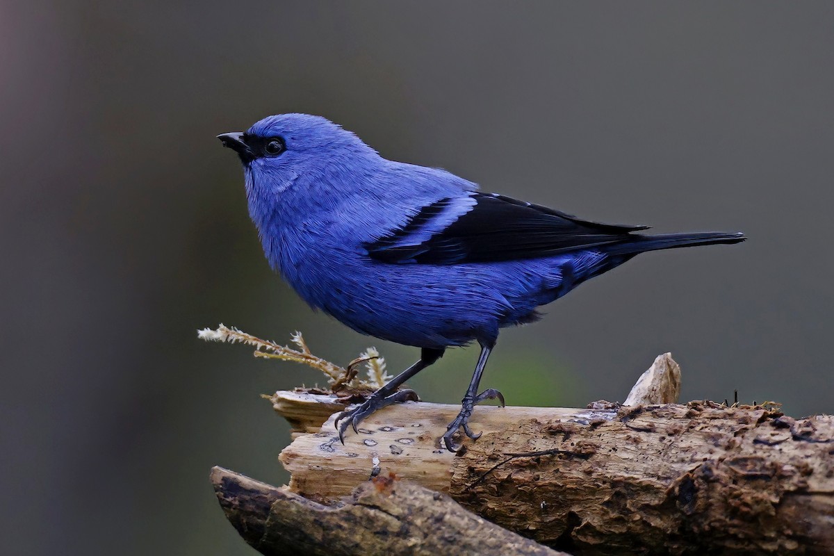 Blue-and-black Tanager - ML615642286
