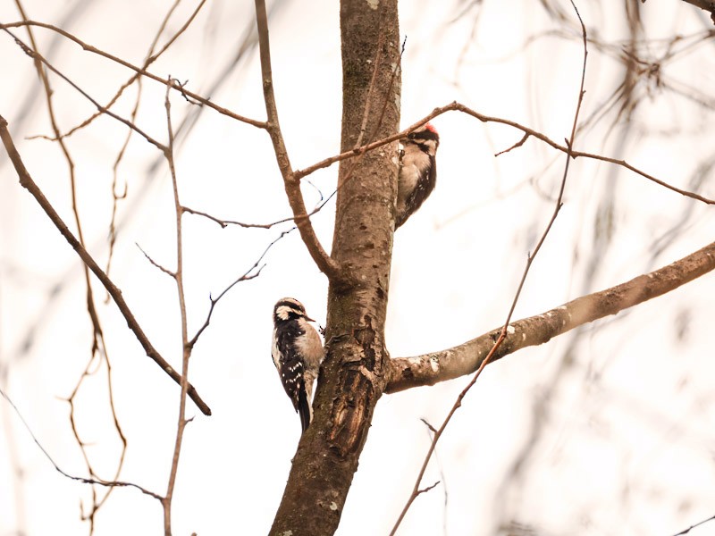Downy Woodpecker - ML615642334