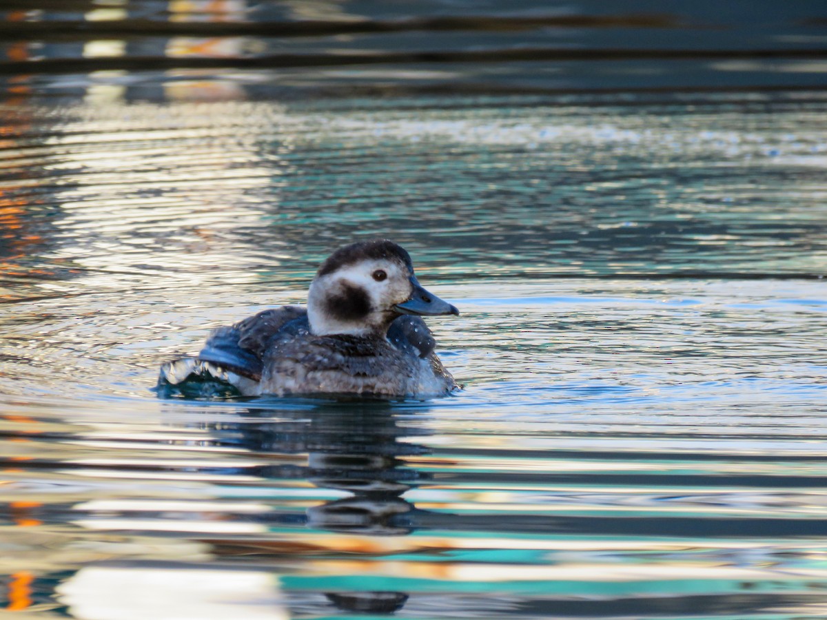 Long-tailed Duck - ML615642342