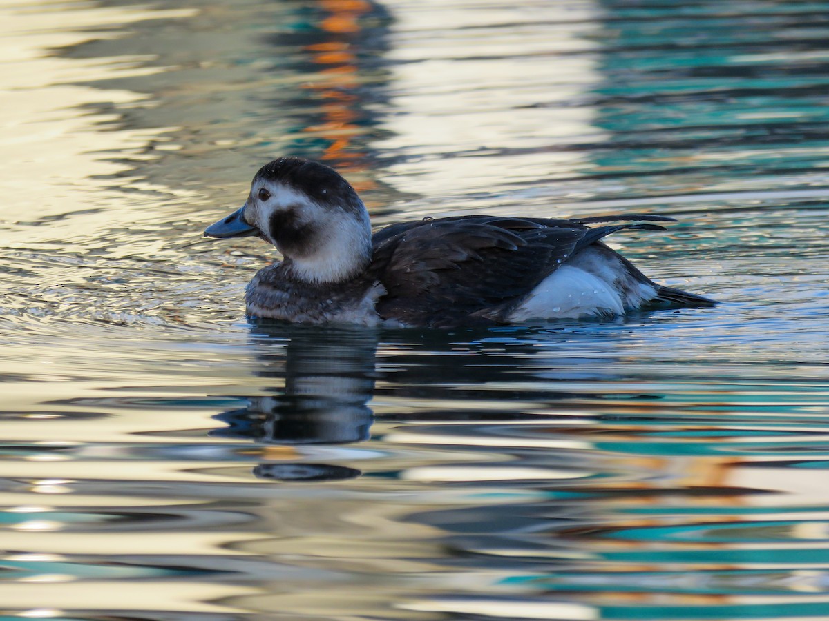 Long-tailed Duck - ML615642344