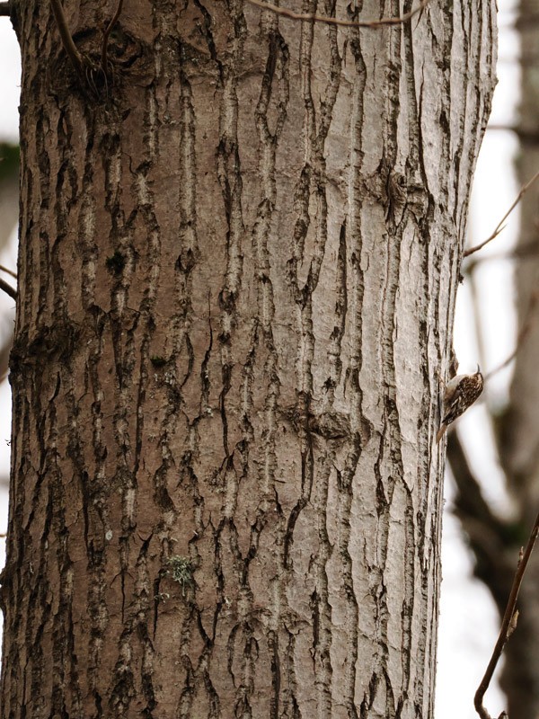 Brown Creeper - ML615642358