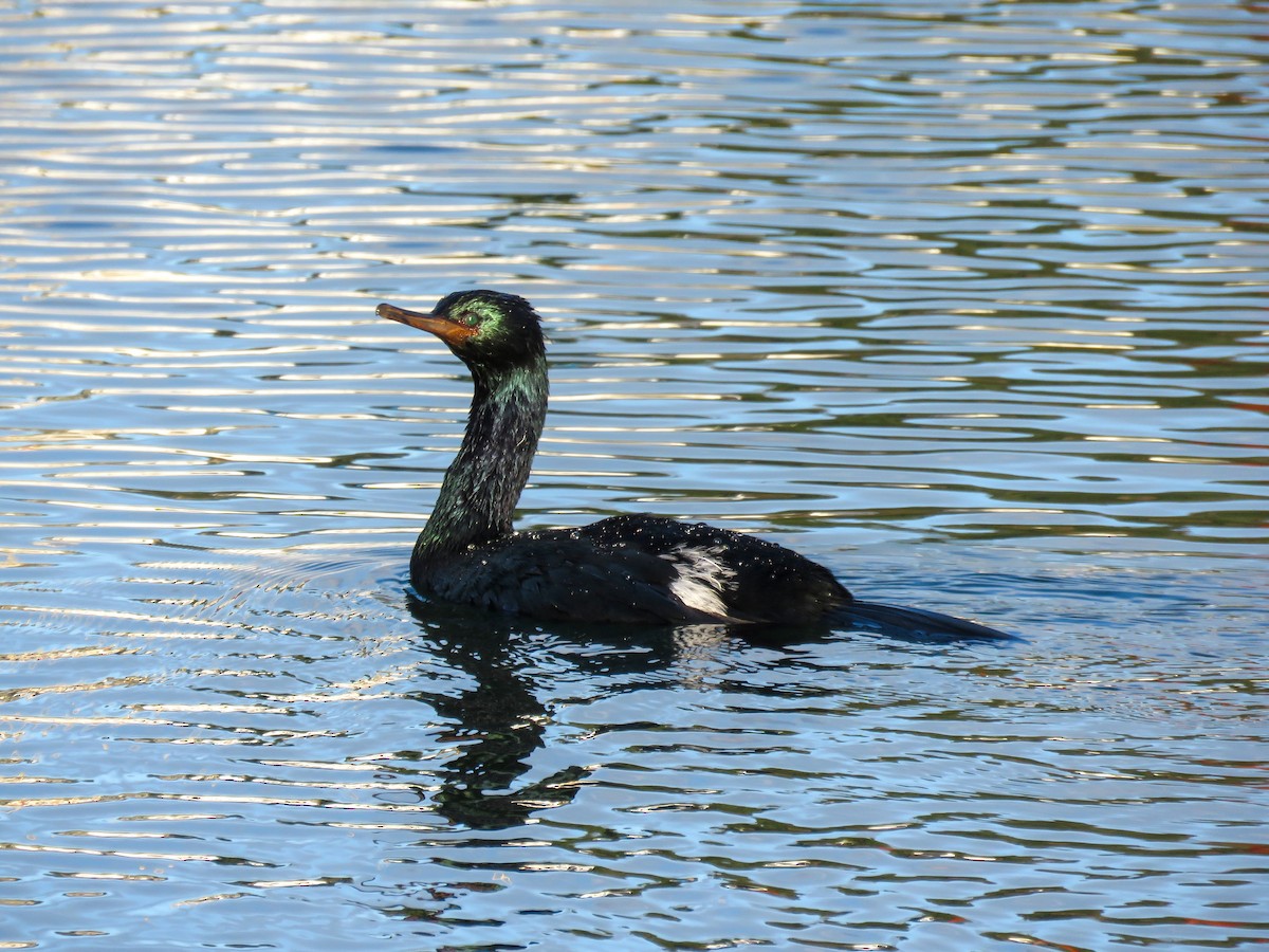 Cormorán Pelágico - ML615642371