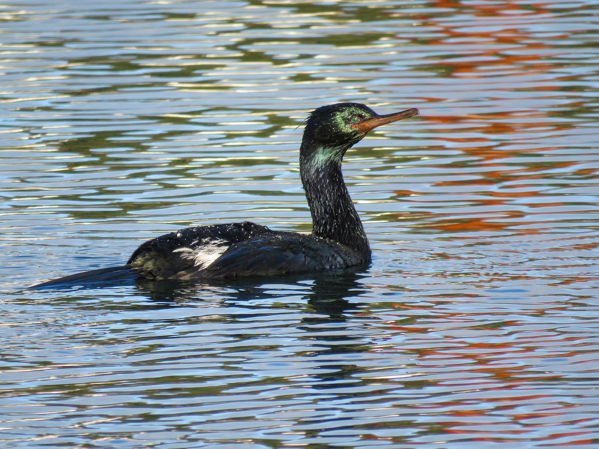 Cormorán Pelágico - ML615642372