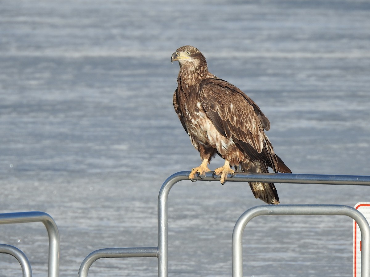 Weißkopf-Seeadler - ML615642376