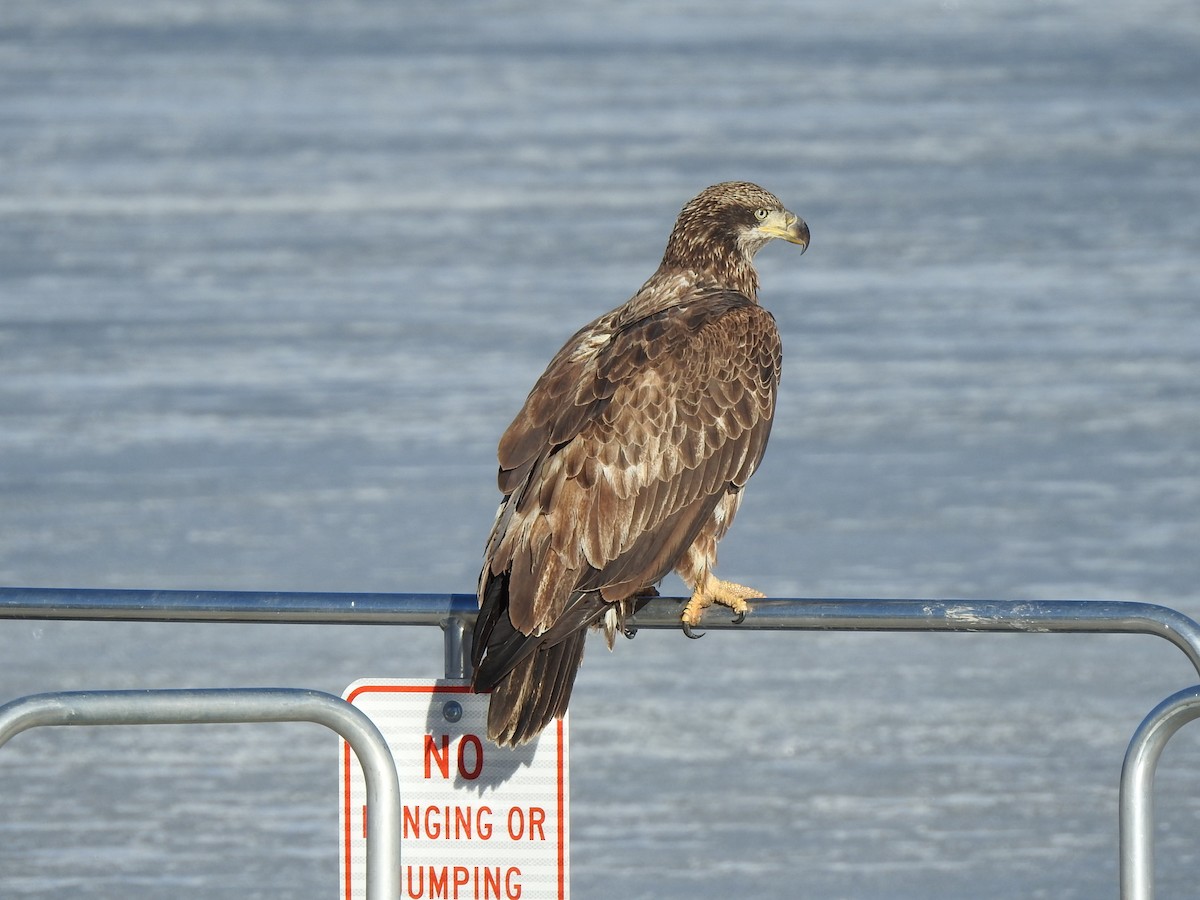 Bald Eagle - ML615642380