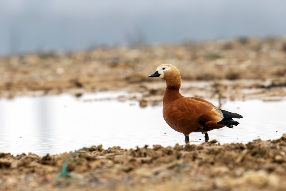 Ruddy Shelduck - ML615642386