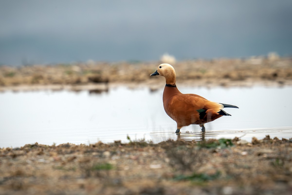 Ruddy Shelduck - Levent Uysal