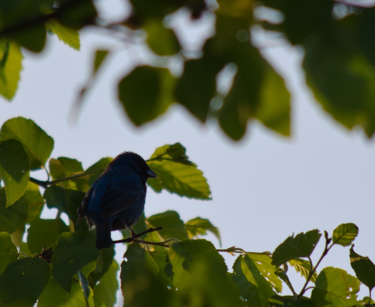 Indigo Bunting - ML615642402