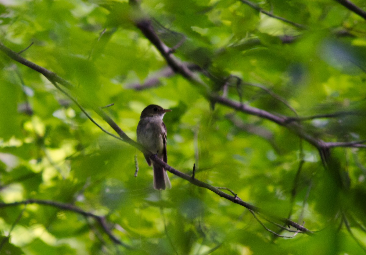 Acadian Flycatcher - ML615642465