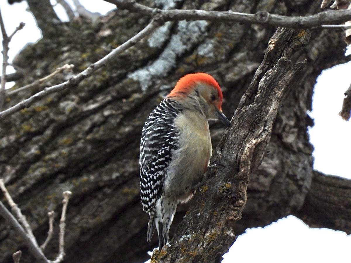 Red-bellied Woodpecker - Sara Nagel
