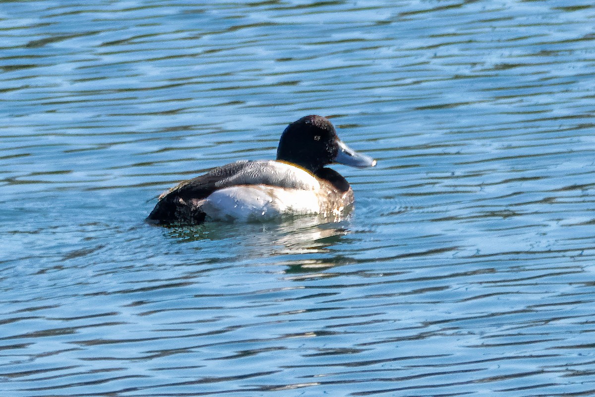 Greater Scaup - Richard Stern