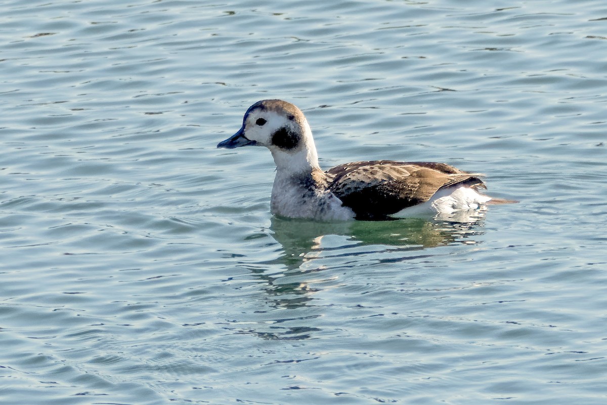 Long-tailed Duck - Richard Stern