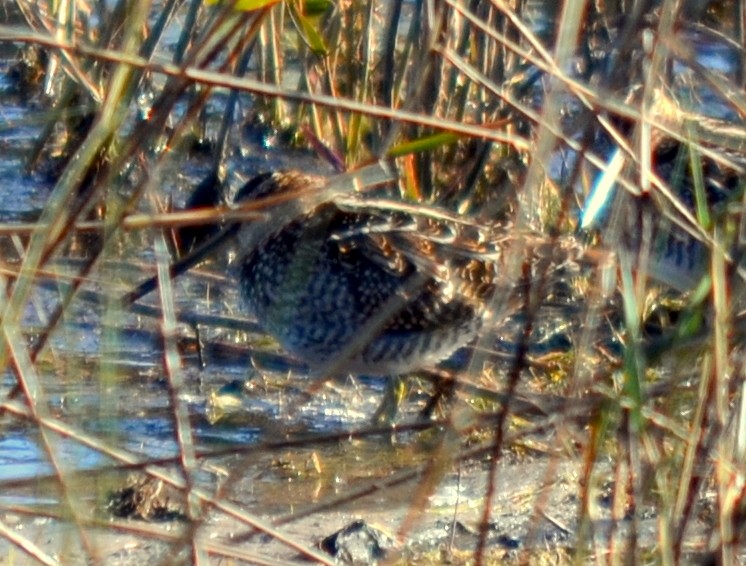 Wilson's Snipe - ML615642550