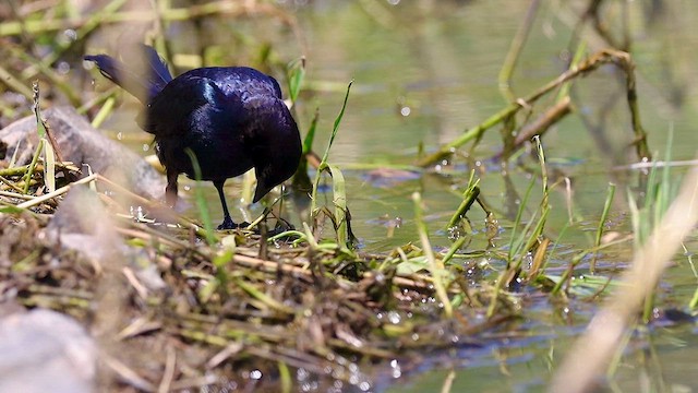 Brewer's Blackbird - ML615642593