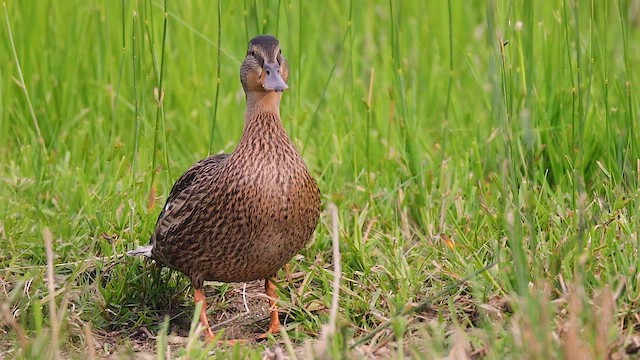 Canard colvert - ML615642595