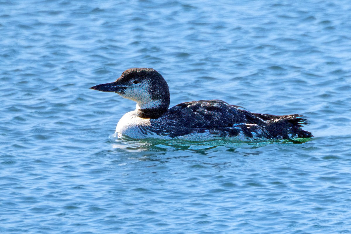 Common Loon - Richard Stern