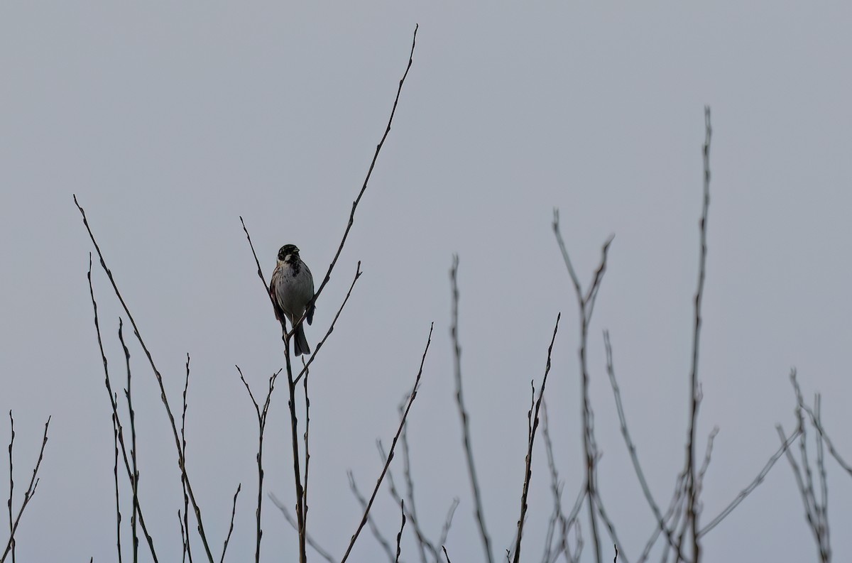 Reed Bunting - Cyryl Boryczko