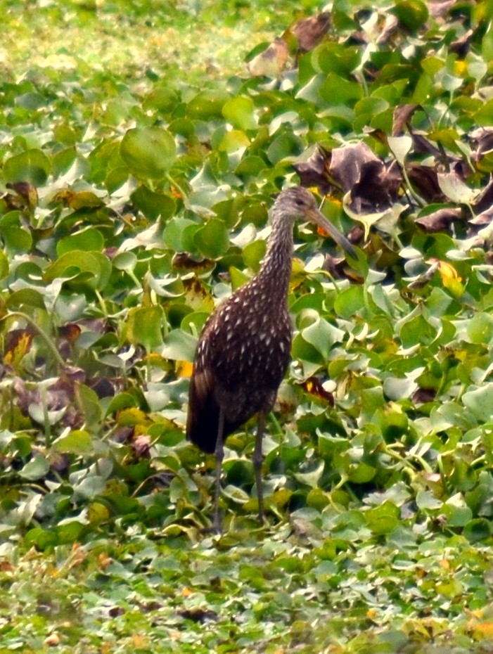 Limpkin - ML615642605