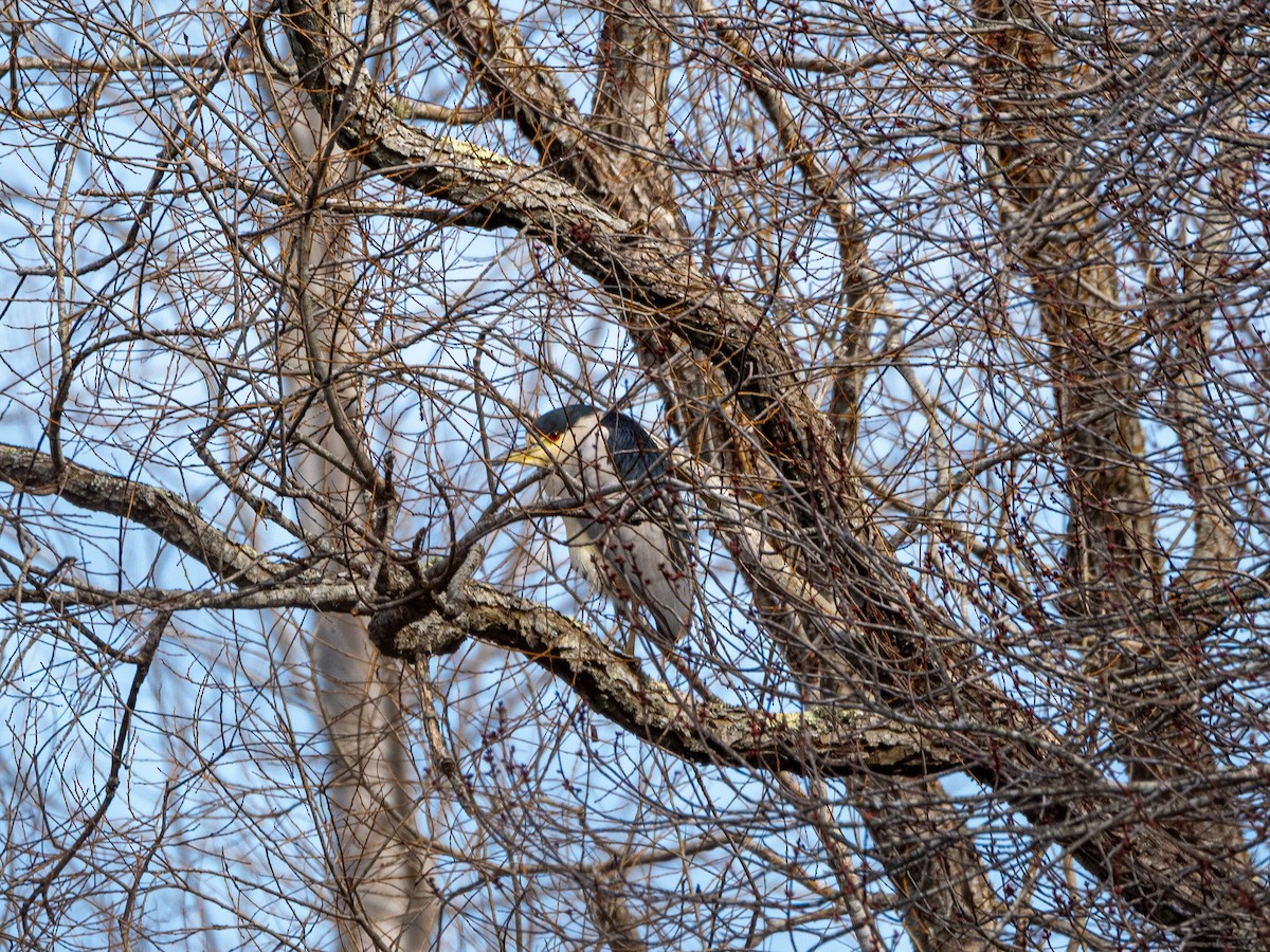 Black-crowned Night Heron - ML615642658