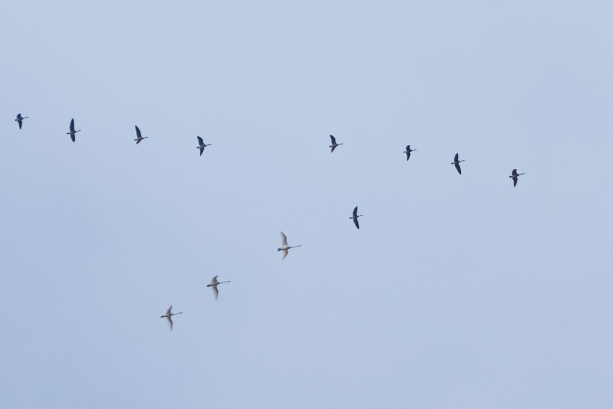 Tundra Swan - ML615642661