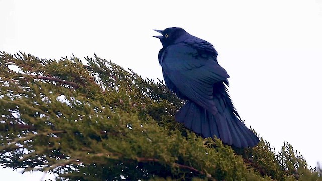 Brewer's Blackbird - ML615642671