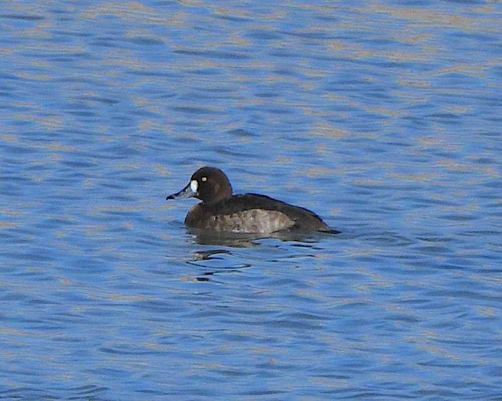 Greater Scaup - ML615642707