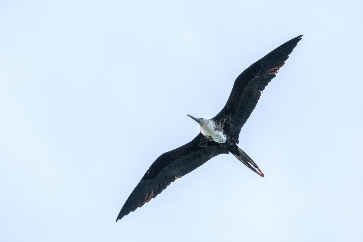 Magnificent Frigatebird - Scott Dresser