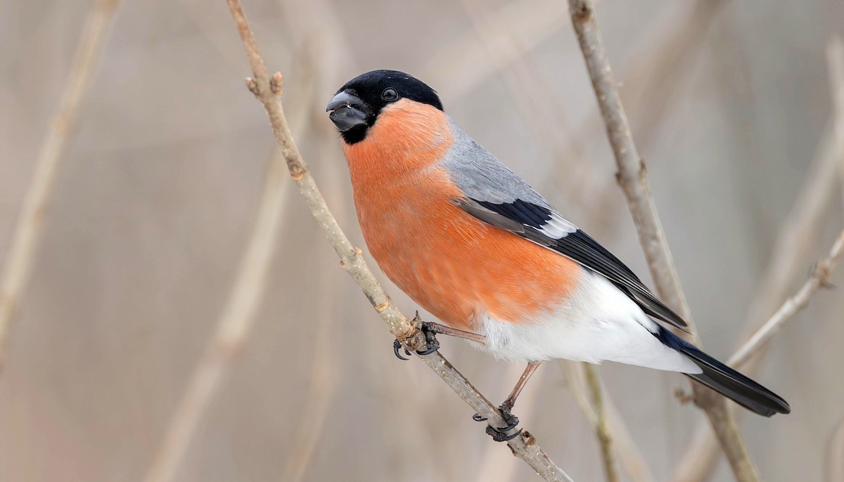 Eurasian Bullfinch (Eurasian) - ML615642721