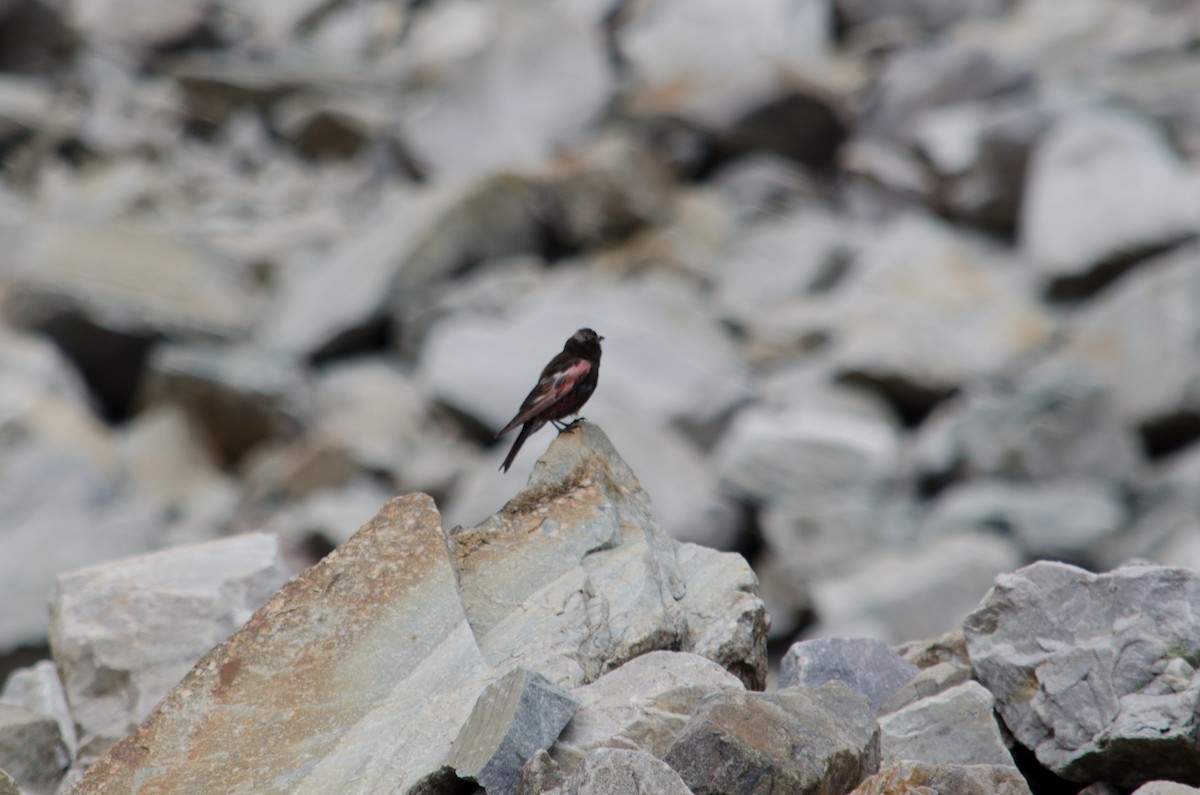 Black Rosy-Finch - ML615642722