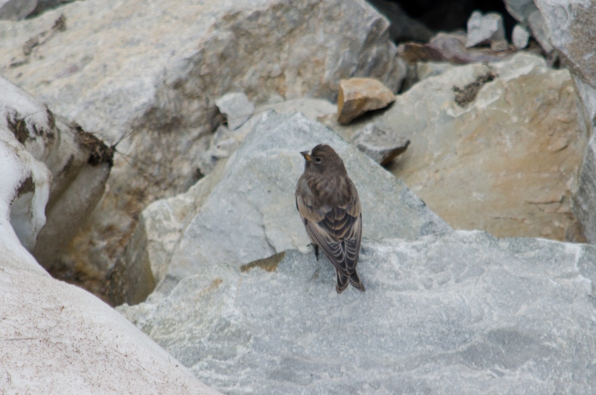 Black Rosy-Finch - ML615642723