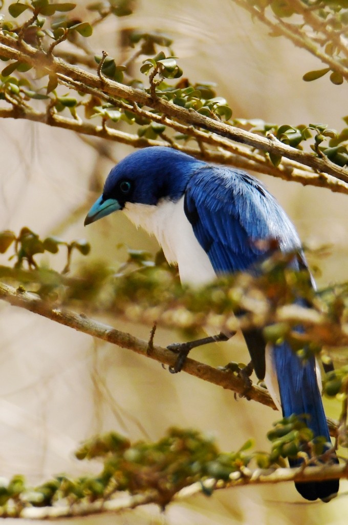 Vanga Azul (madagascarinus) - ML615642754