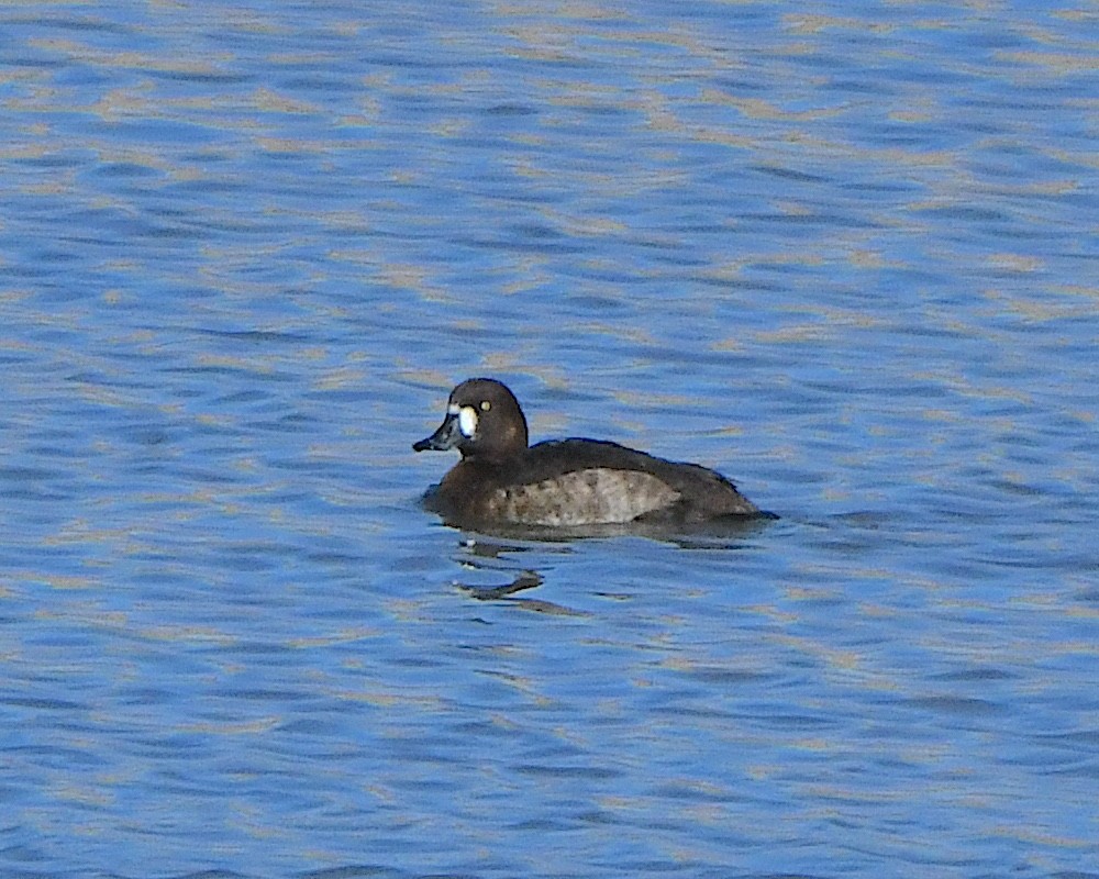 Greater Scaup - ML615642756