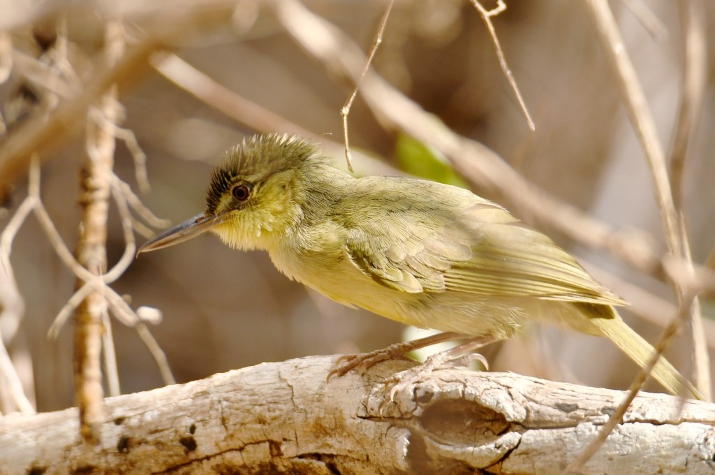 Long-billed Bernieria - ML615642845