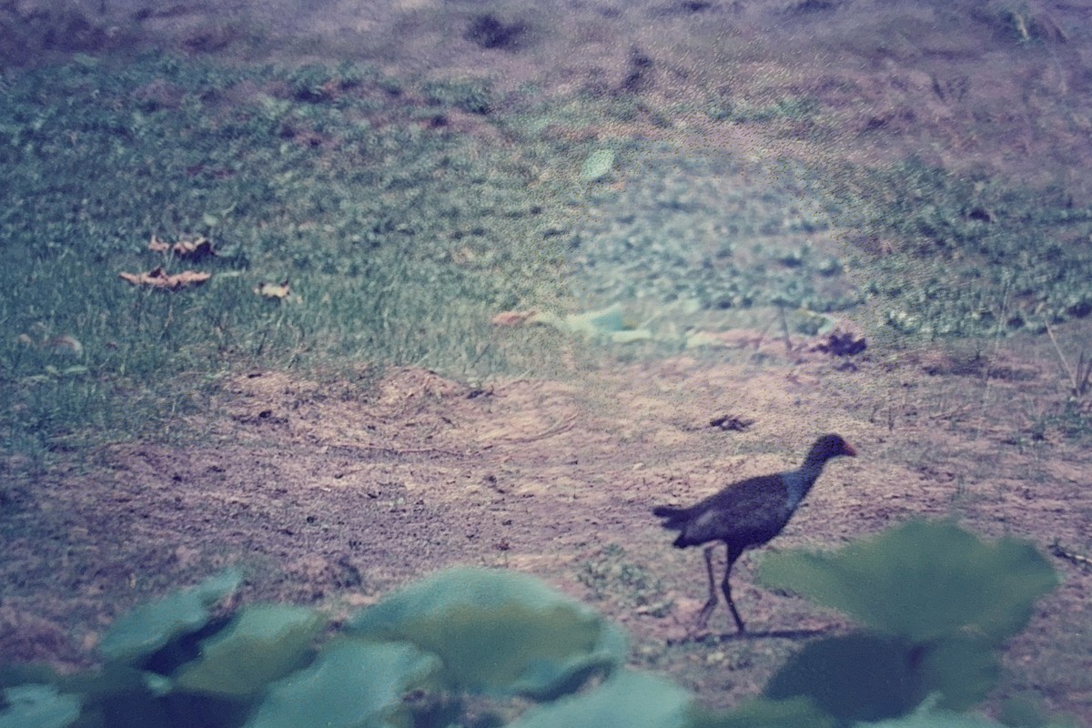 Australasian Swamphen - ML615642912