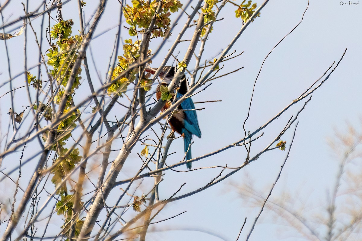 White-throated Kingfisher - ML615642922