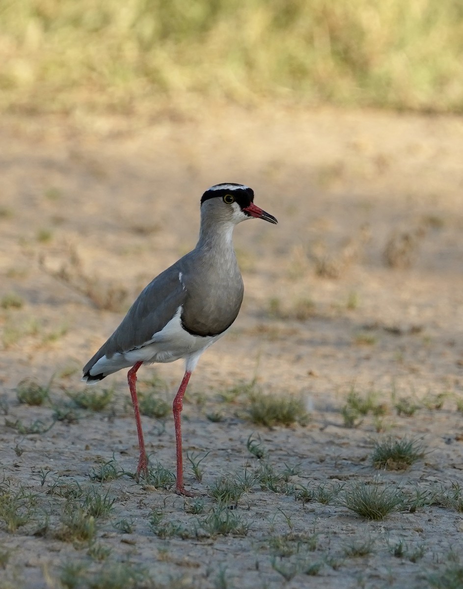 Crowned Lapwing - Daniel Winzeler