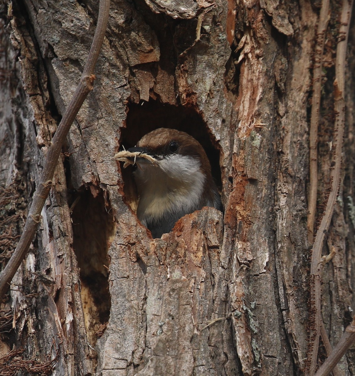 Brown-headed Nuthatch - Sujata roy