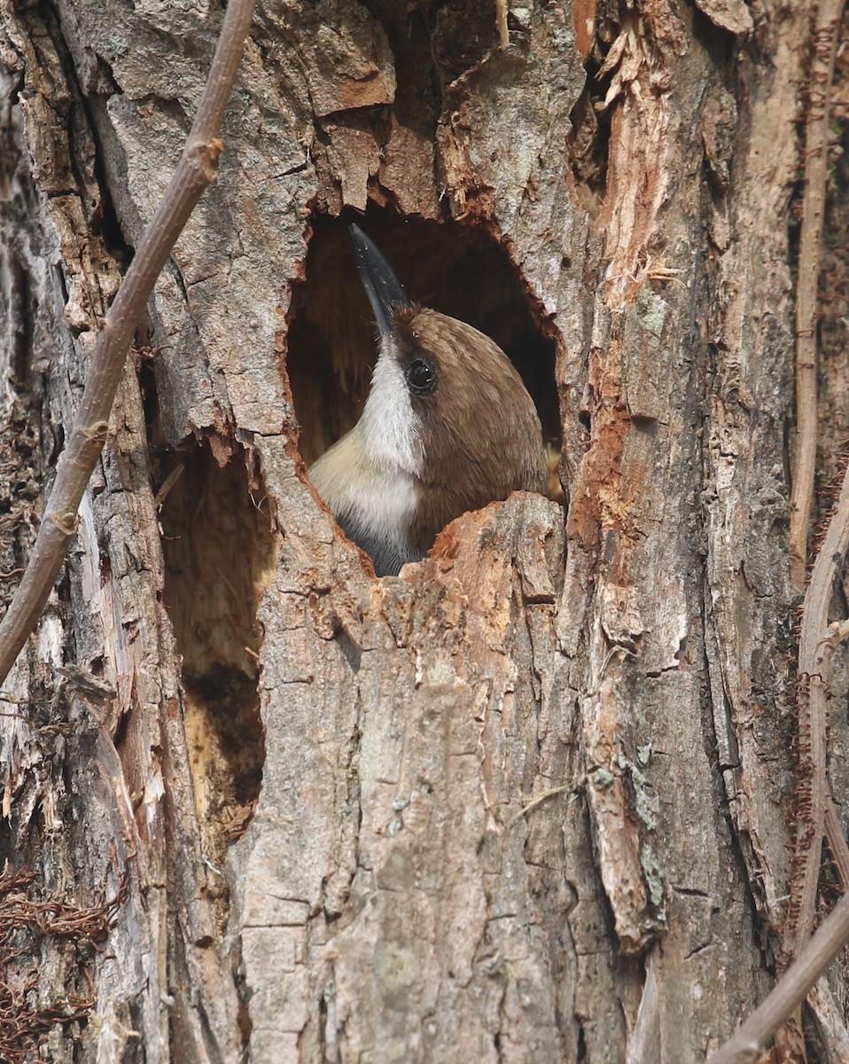 Brown-headed Nuthatch - Sujata roy