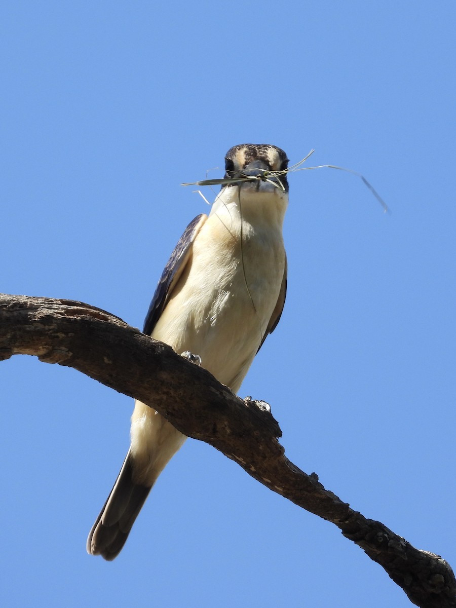 Forest Kingfisher - ML615643075