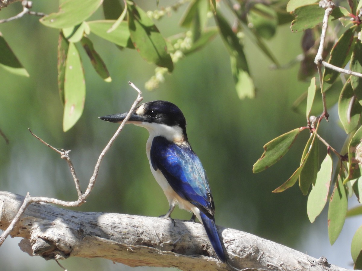 Forest Kingfisher - ML615643076