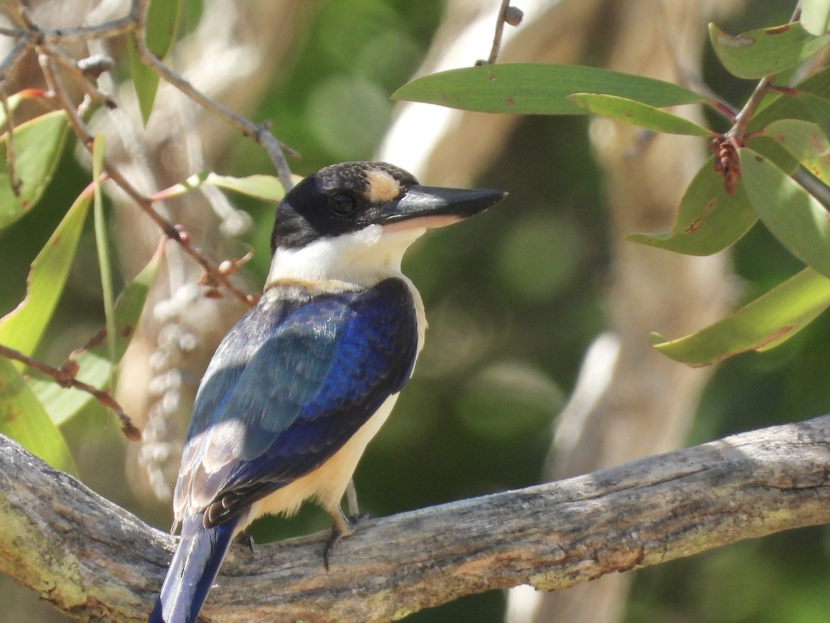 Forest Kingfisher - ML615643078