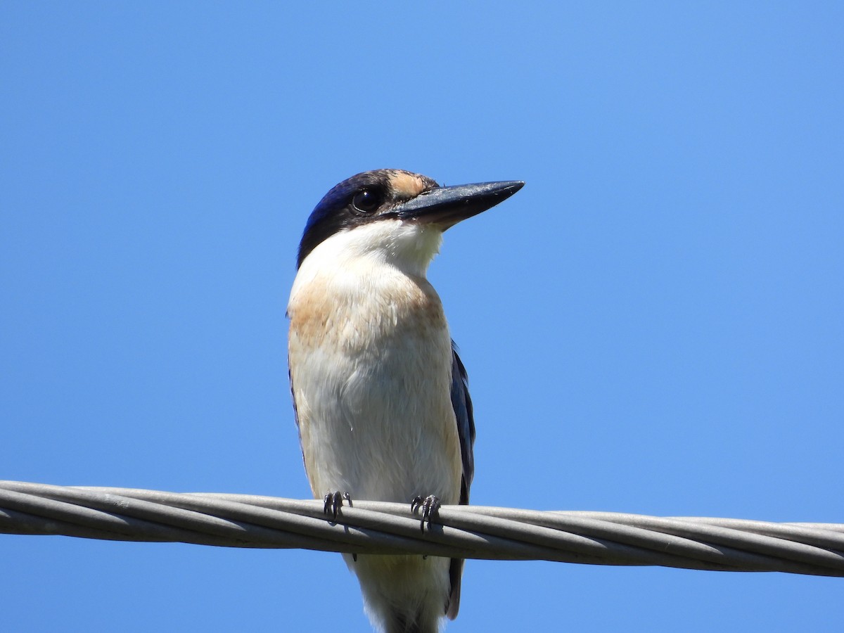 Forest Kingfisher - ML615643079